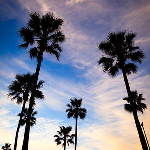Palm Trees at Sunset Photo by Paul Velgos Palm Trees at Sunset Photo by Paul Velgos