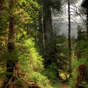 Path Through Redwood Forest by Ed Freeman