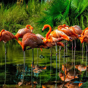 Pink Flamingos by Louis Dallara Pink Flamingos by Louis Dallara