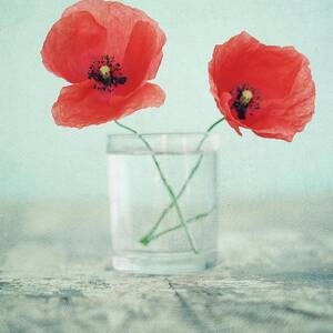 Poppies In A Glass, Still Life by By Julie Mcinnes Poppies In A Glass, Still Life by By Julie Mcinnes