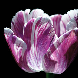 Purple and White Marbled Tulip by Rona Black Purple and White Marbled Tulip by Rona Black
