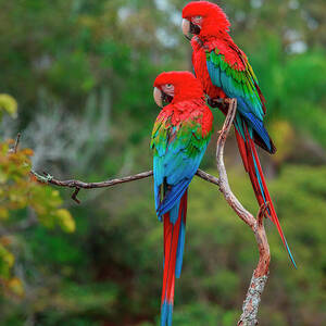 Red-and-green Macaws, Ara Chloroptera by Mint Images Art Wolfe