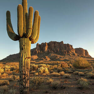 Saguaro Cactus And Superstition by Kjschoen Saguaro Cactus And Superstition by Kjschoen