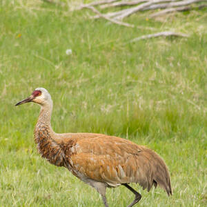 Sandhill Crane in Yellowstone by Natural Focal Point Photography