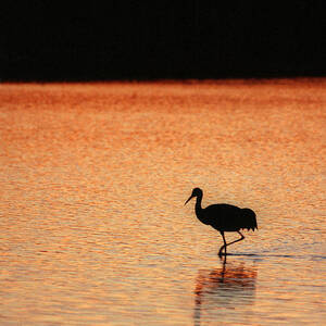 Sandhill Crane by Steven Ralser Sandhill Crane by Steven Ralser