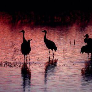 Sandhill Cranes - Bosque del Apache - New Mexico by Steven Ralser Sandhill Cranes - Bosque del Apache - New Mexico by Steven Ralser