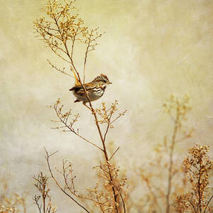 Song Sparrow In Serene Scene by Susangaryphotography