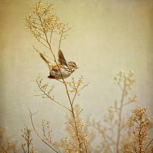 Song Sparrow by Susangaryphotography