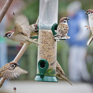 Sparrows At Nut Feeder by Colin Mcdonald