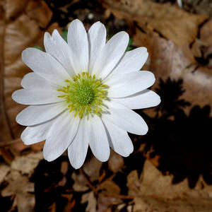 Spring Flower by Richard Reeve