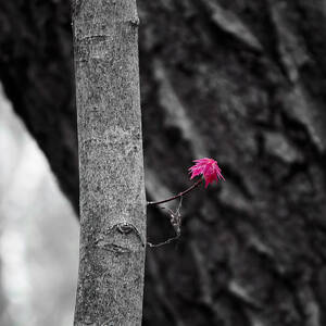 Spring Maple Growth by Steven Ralser