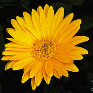 Spring by William Norton