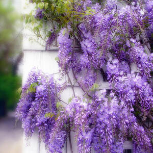 Spring Wisteria by Jessica Jenney Spring Wisteria by Jessica Jenney