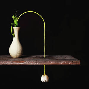 Surreal Tulip Still Life On Black by Juj Winn Surreal Tulip Still Life On Black by Juj Winn