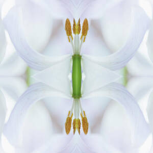 Symmetrical White Tulip Flower by Silvia Otte