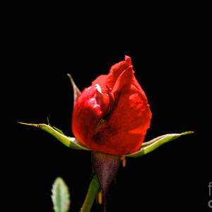 The Bud by William Norton