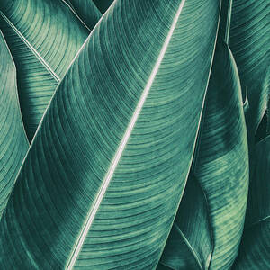 Tropical Palm Leaf, Dark Green Toned by Pernsanitfoto Tropical Palm Leaf, Dark Green Toned by Pernsanitfoto
