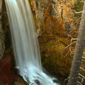 Tumalo And The Tree by Adam Jewell Tumalo And The Tree by Adam Jewell