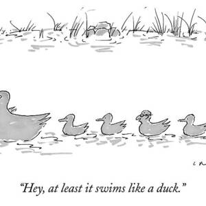 Two Ducks Lead A Line Of Four Ducklings by Michael Crawford