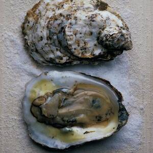Two Oysters by Romulo Yanes Two Oysters by Romulo Yanes
