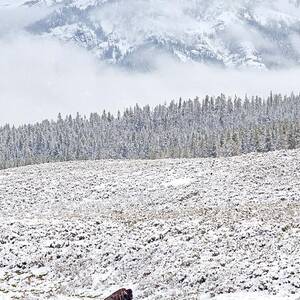Yellowstone Spring Snowstorm by Natural Focal Point Photography Yellowstone Spring Snowstorm by Natural Focal Point Photography