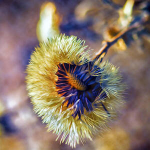 A Look Inside by Bill and Linda Tiepelman