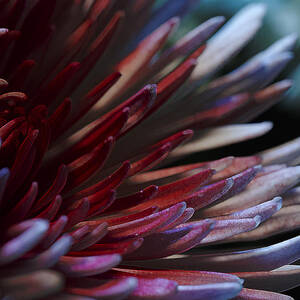 Bawdy Sanguine by Bill and Linda Tiepelman Bawdy Sanguine by Bill and Linda Tiepelman