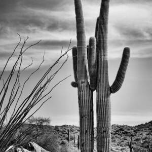 Black and White Couple by Kelley King