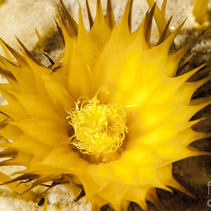 Brilliant Yellow Cactus Flower by Darcy Michaelchuk Brilliant Yellow Cactus Flower by Darcy Michaelchuk