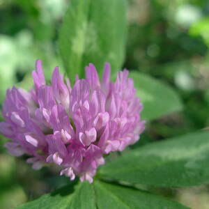 Clover Flower by Richard Reeve