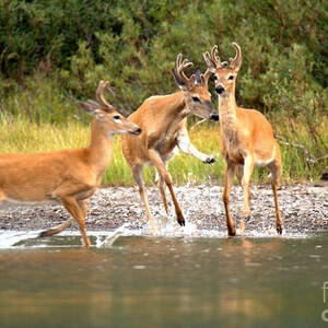 3 Many Glacier Deer by Adam Jewell 3 Many Glacier Deer by Adam Jewell