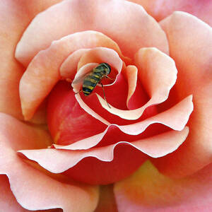 Bee on Rose by Gina Fitzhugh