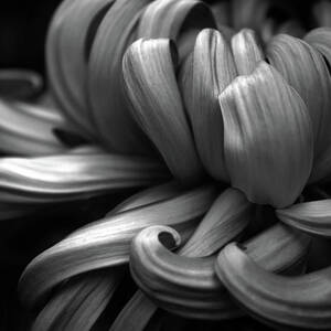 Chrysanthemum Curls Monochrome by Jessica Jenney