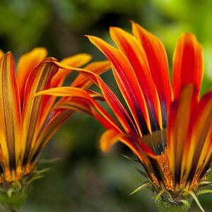 Couple of Beauties by Kelley King