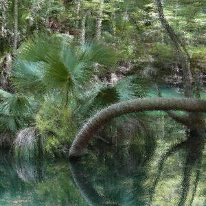 Crazy Palm by Gina Fitzhugh Crazy Palm by Gina Fitzhugh