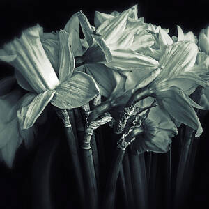 Daffodil Duotone by Jessica Jenney