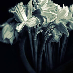 Daffodils by Jessica Jenney