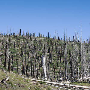 Dead Wood by Kelley King