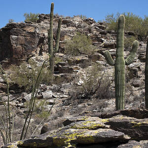 Desert Southwest by Kelley King