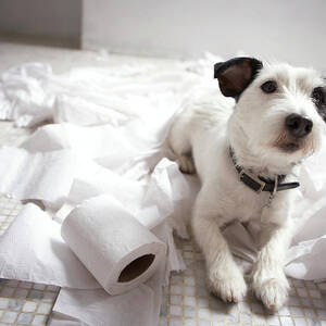 Dog Lying On Bathroom Floor Amongst Shredded Lavatory Paper by Chris Amaral