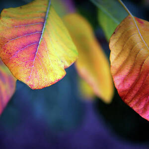 Fall Foliage by Jessica Jenney Fall Foliage by Jessica Jenney