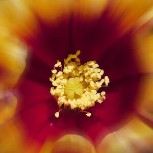 Flower Graphic by Kelley King