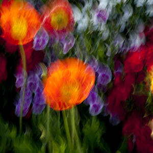 Flower Motion by Kelley King