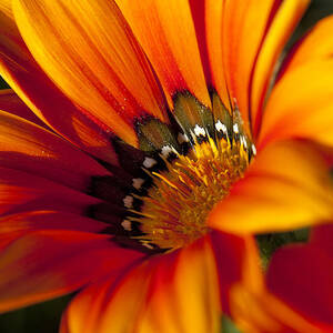 Flower Power by Kelley King