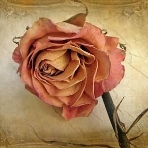 For You by Jessica Jenney For You by Jessica Jenney