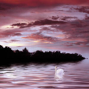 Sunset Swim by Jessica Jenney Sunset Swim by Jessica Jenney