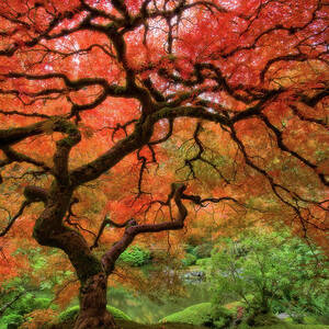 Japenese Garden, Portland by Jesse Estes