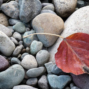 Leaf on River Rocks by Mary Lee Dereske Leaf on River Rocks by Mary Lee Dereske