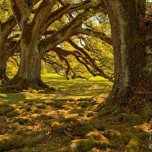 Louisiana Oak Tree Landscape by Adam Jewell Louisiana Oak Tree Landscape by Adam Jewell