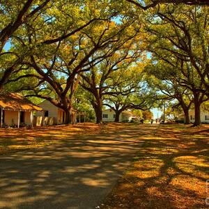 Louisiana Plantation Landscape by Adam Jewell Louisiana Plantation Landscape by Adam Jewell